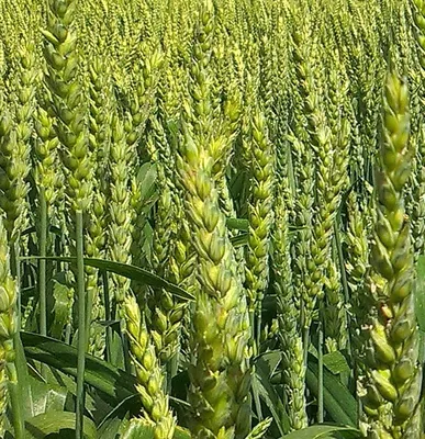 Фазы роста и этапы органогенеза озимой пшеницы