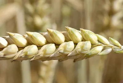 Озимая пшеница Туранус Saatbau в Венёвском районе