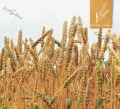 Семена озимой пшеницы купить в Украине, озимая пшеница посевная сорта |  Агроэксперт-Трейд