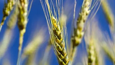 Семена пшеницы Скипетр • ЭкоНива-Семена