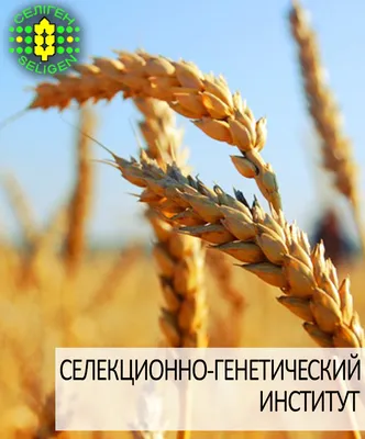 Озимая пшеница растет весной поле Стоковое Фото - изображение насчитывающей  ферма, естественно: 166326964