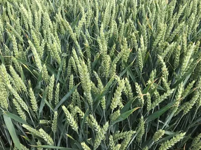 Озимая пшеница «Щёлково Агрохим»: сорта нового поколения | Журнал BETAREN  аgro - выпуск октябрь 2022 № 9 (40)