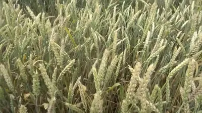 Озимая пшеница Орийка элита безостая (ID#323790374), купить на Prom.ua