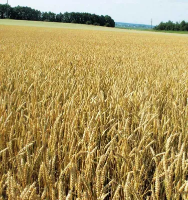 Германский Семенной Альянс | Продукты | Зерновые | Пшеница озимая и яровая  | - ТОРРИЛД