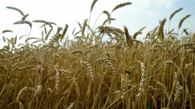 Озимая пшеница Юлия – Купить Цена Оригинал 100% – АгроМен