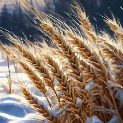 Купить семена Пшеница озимая СГИ-100, Украина - Компания ФОРСАГРО