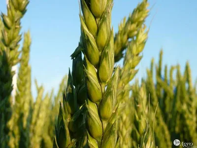Озимая пшеница: топ-5 сортов по объемам высева в России | ГлавАгроном | Дзен