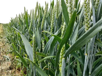 Почему озимая пшеница дороже яровой. АгроКараван Урожай 2022, День 3