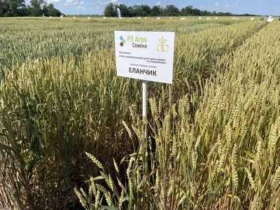 Технологія вирощування озимої пшениці | Селекционно-производственный центр  “Яровит”