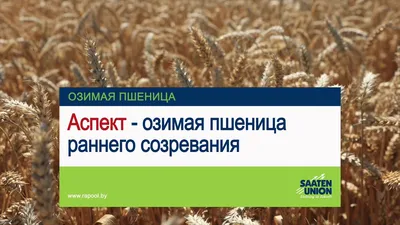 Как посеять озимую пшеницу в Алматинской области?