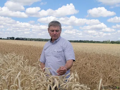 Элитные семена озимой пшеницы Lembke Лемми Элита Купить по цене 2024 | SVG  Group