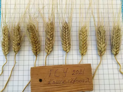 Озимая пшеница Пилиповка - купить популярный сорт пшеницы в Украине