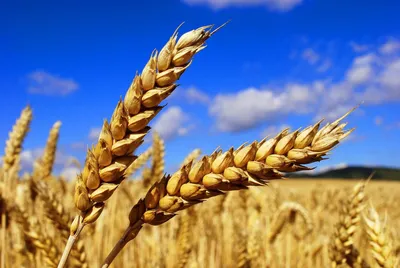 Семена Озимой пшеницы \"Ареал\" Купить в интернет-магазине Агро-Центр Фаворит