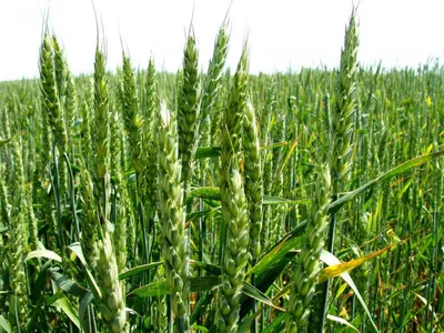 Озимая пшеница (54 фото) - 54 фото
