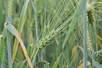 Купить Пшеница озимая Ахим в Минске: цена, характеристики