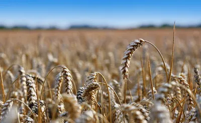 Самые популярные сорта озимой пшеницы в 2022 году: в ТОП-10 ворвался  краснодарский Еланчик [+ВИДЕО] | agrobook.ru