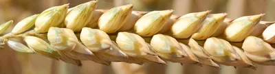 Купить Семена озимой пшеницы НС 40 С ✔️ Сербская пшеница озимая посевнаяНС  40 С|AGROFON
