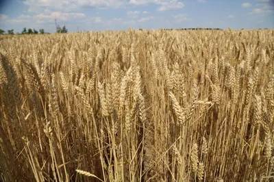 Озимая пшеница Лаваль | VSESV