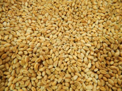 Озимая пшеница в Сумской и Волынской области не получила того развития, что  в прошлом году — Latifundist.com