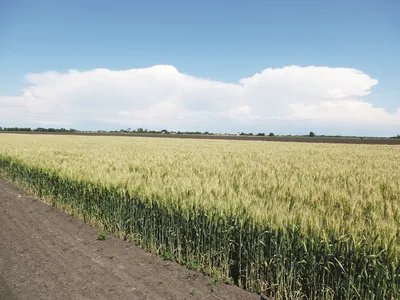 Озимая пшеница АСПЕКТ - озимая пшеница раннего созревания - Видео от  rapool.by