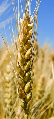 Озимая пшеница - Agrofirma «KRiMM»