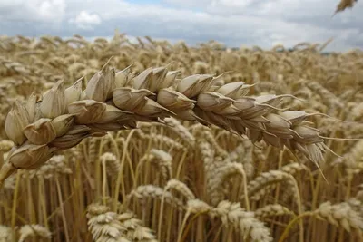 Озимая пшеница – Кошелёвский посад