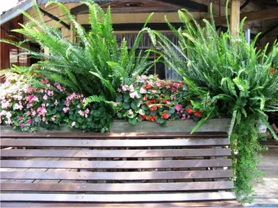 Папоротники в дизайне сада| GreenMarket