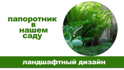 Папоротник садовый: особенности, посадка, уход.