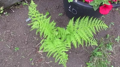 Ландшафтный дизайн, дом, сад, дорожки…» — создано в Шедевруме
