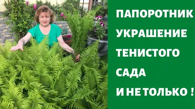 Папоротник декоративный купить саженцы в Нижнем Новгороде.