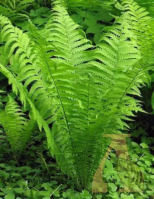 Папоротник - король садовых композиций: уход, создание украшений и советы  от GreenMarket в Перми - Green Market