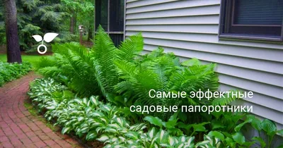Папоротник обыкновенный (Polypodióphyta)