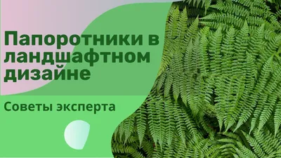 Сад папоротников