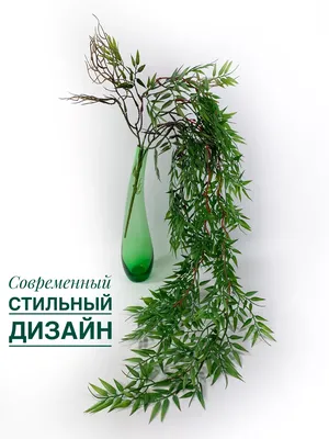 Папоротники в ландшафтном дизайне. - YouTube