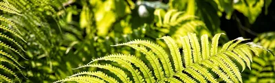 База растений «Папоротники 3d» для Realtime Landscaping Architect |  flokus.ru - ландшафтный дизайн