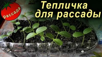 Парник из подручных материалов своими руками: лучшие идеи