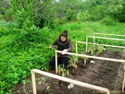 Дуги (парник) для клубники | Парник, Огород, Клубника