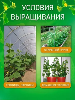 Какие огурцы лучше высаживать в теплице из поликарбоната?