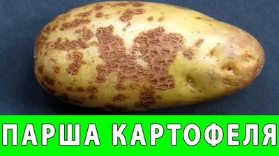 Почему парша появляется на картофеле: эффективные способы борьбы с болезнью  | Obozrevatel