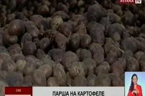 Альтернариоз. Макроспориоз. Сухая пятнистость листьев картофеля – ЭТК  Меристемные культуры