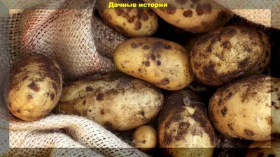 Как справиться с картофельной паршой – советы от кандидата  сельскохозяйственных наук