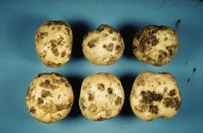 Парша обыкновенная: описание, симптомы и методы борьбы с заболеванием|  Bayer Crop Science Беларусь