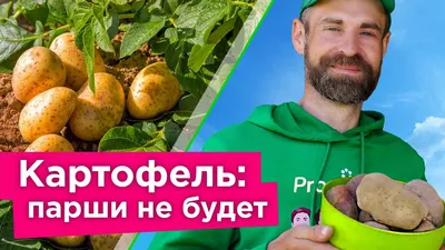 ГлавАгроном - Парша клубней картофеля: виды, симптоматика, меры борьбы