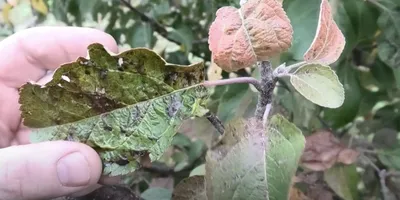 Причины парши картофеля и лучшая покровная культура для профилактики —  АгроXXI