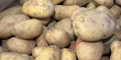Болезни и вредителей картофеля