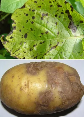 Ризоктониоз (чёрная парша) – болезни растений