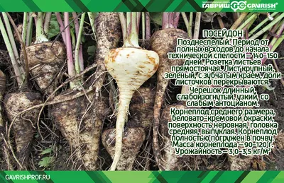 Пастернак – овощ полезный и выгодный | Гавриш