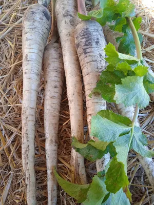 surabhi_108 - ПАСТЕРНАК (pastinaca sativa l.) Синонимы: полевой борщ,  поповник, козелка, пастарнак. Двухлетнее травянистое растение семейства  зонтичных. Культивируется в средней и южной полосе России. Имеется  несколько огородных сортов. Все они ...