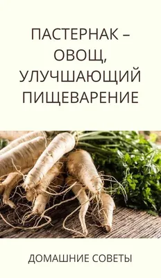 Пастернак: полезные свойства, посадка и уход за овощем