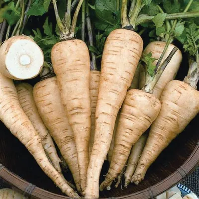 Пастернак Белас (Semo) - купить семена в Украине: отзывы, цена, описание ᐉ  Agriks